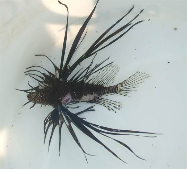 lionfish 10