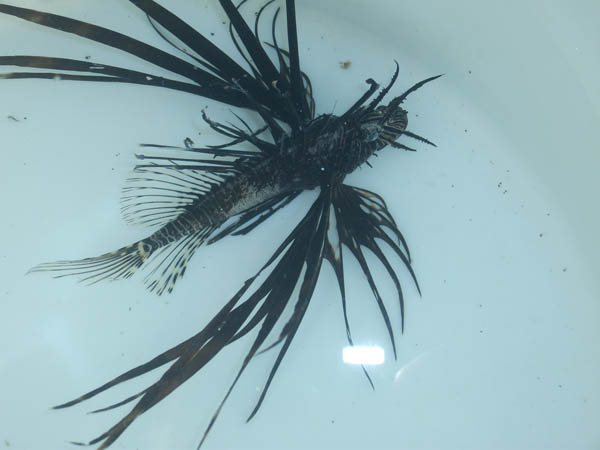 lionfish 10